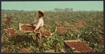 Raisin Drying Racks Southern California A4 Photo Print. Fixed Price $13.49.