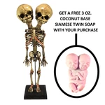 Aged Deluxe Double Head Siamese Twin Skeleton Medical Model Specimen Oddity. Fixed Price $98.00.